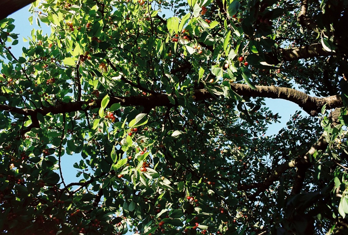 Sauerkirschbaum
