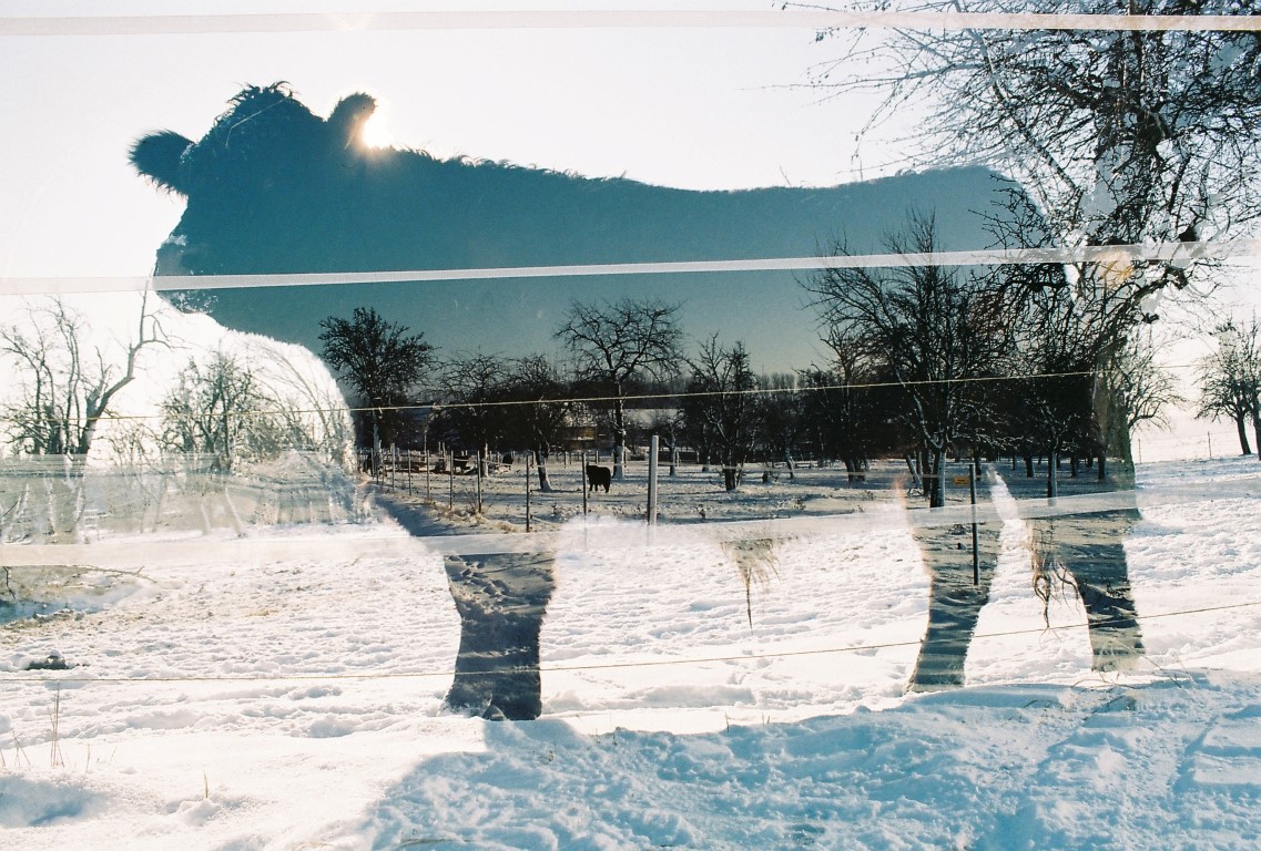 jan-19-double-exposure-cow-snow