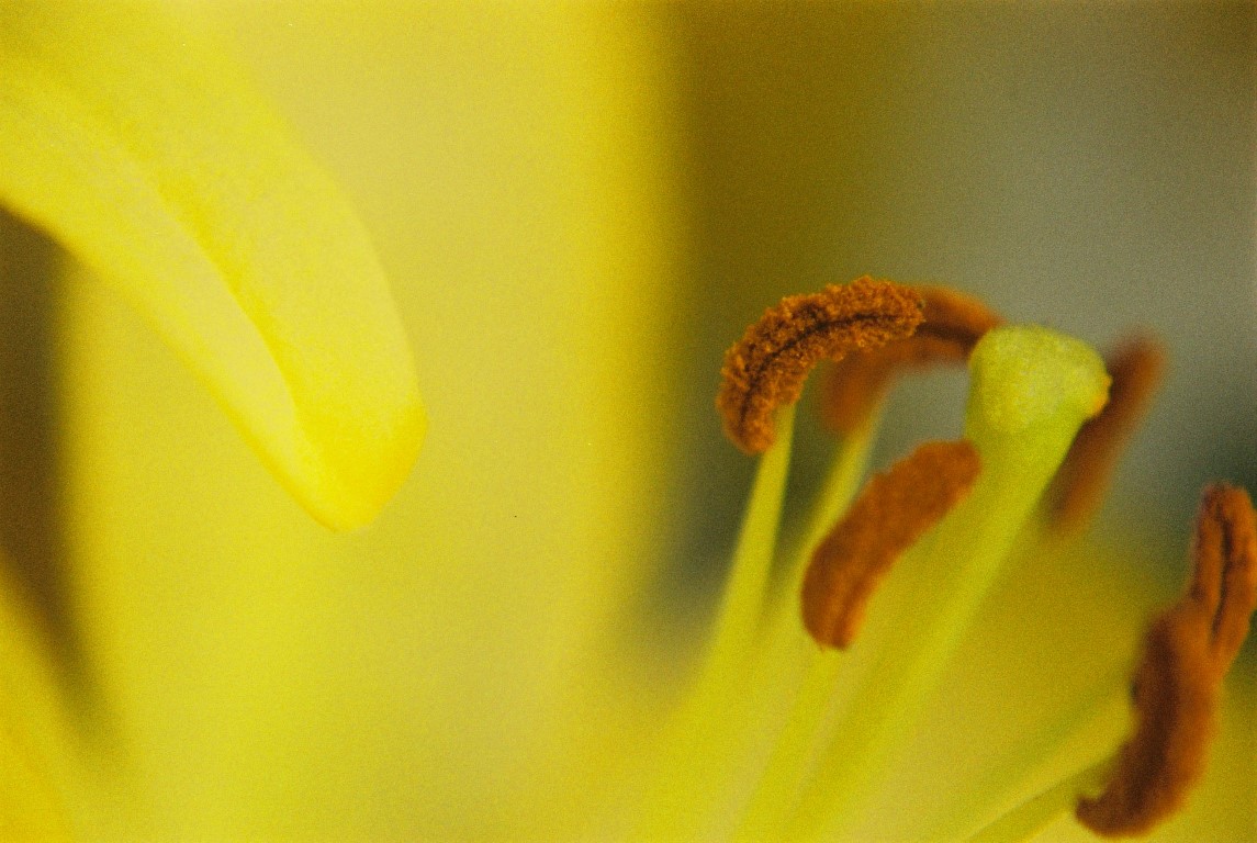 Makro Lilie gelb film photography